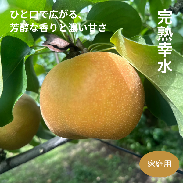 出荷時期は【8月中旬頃予定】予約注文｜スーパーでは買えない『完熟梨』幸水（こうすい）【家庭用】