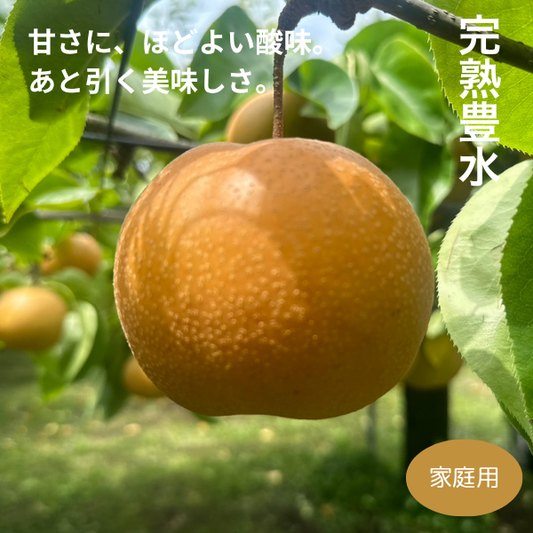 出荷時期は【9月上旬頃予定】予約注文｜スーパーでは買えない『完熟梨』豊水（ほうすい）【家庭用】
