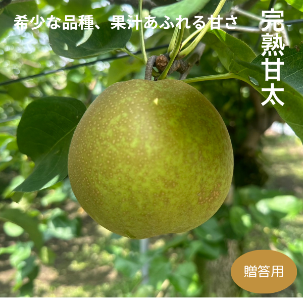 【贈答用】甘太